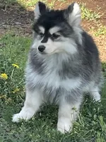 Timber , a male Pomsky for sale in Madison, VA – Photo 7 of 9
