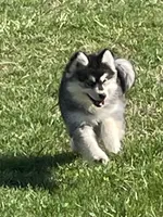 Timber , a male Pomsky for sale in Madison, VA – Photo 1 of 9