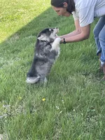 Timber , a male Pomsky for sale in Madison, VA – Photo 8 of 9
