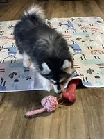 Timber , a male Pomsky for sale in Madison, VA – Photo 9 of 10