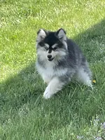 Timber , a male Pomsky for sale in Madison, VA – Photo 5 of 9