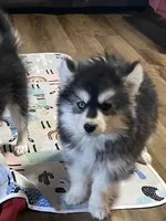 Timber , a male Pomsky for sale in Madison, VA – Photo 5 of 10