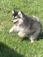 Timber , a male Pomsky for sale in Madison, VA – Photo 2 of 9