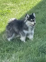 Timber , a male Pomsky for sale in Madison, VA – Photo 3 of 9