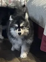 Timber , a male Pomsky for sale in Madison, VA – Photo 7 of 10