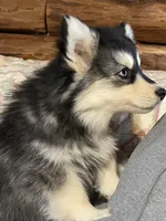 Timber , a male Pomsky for sale in Madison, VA – Photo 4 of 10