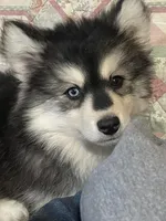 Timber , a male Pomsky for sale in Madison, VA – Photo 2 of 10