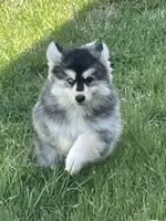 Timber , a male Pomsky for sale in Madison, VA – Photo 4 of 9