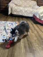 Timber , a male Pomsky for sale in Madison, VA – Photo 6 of 10