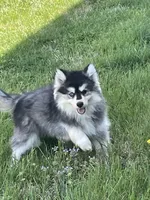 Timber , a male Pomsky for sale in Madison, VA – Photo 6 of 9