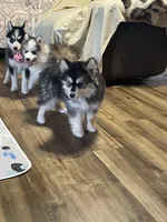 Timber , a male Pomsky for sale in Madison, VA – Photo 8 of 10