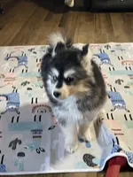 Timber , a male Pomsky for sale in Madison, VA – Photo 10 of 10