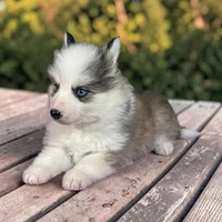 River , a male Pomsky for sale in Madison, VA – Photo 3 of 3
