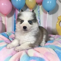 River , a male Pomsky for sale in Madison, VA – Photo 2 of 3