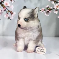 River , a male Pomsky for sale in Madison, VA – Photo 1 of 3