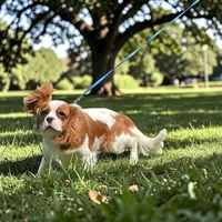 Lola, a female Cavalier King Charles Spaniel for sale in Madison, VA – 4 of 6