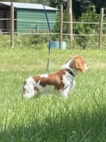 Lola, a female Cavalier King Charles Spaniel for sale in Madison, VA – 3 of 6