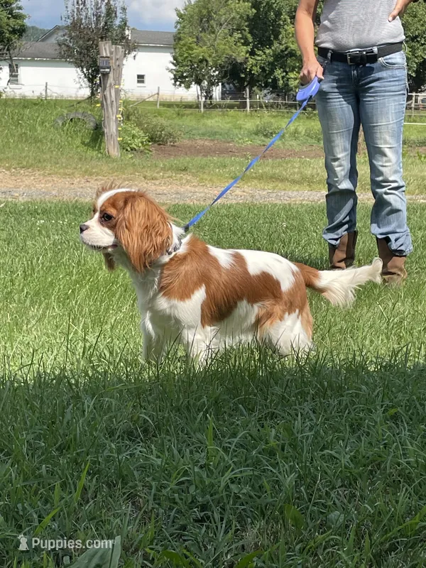 Lola – Cavalier King Charles Spaniel puppy for sale in Madison, VA