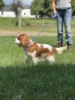 Lola, a female Cavalier King Charles Spaniel for sale in Madison, VA – 1 of 6