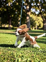 Lola, a female Cavalier King Charles Spaniel for sale in Madison, VA – 2 of 6