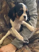 Cooper, a male puppy for sale in Madison, VA – Photo 2 of 3