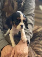 Cooper, a male puppy for sale in Madison, VA – Photo 1 of 3