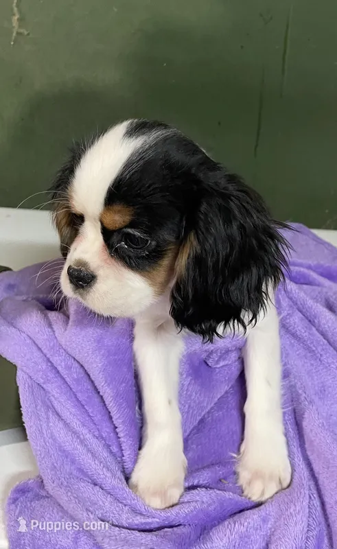 Lilly  – Cavalier King Charles Spaniel puppy for sale in Madison, VA