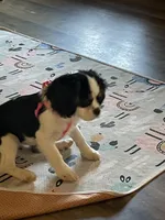Lilly , a female Cavalier King Charles Spaniel for sale in Madison, VA – Photo 4 of 6