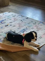 Lilly , a female Cavalier King Charles Spaniel for sale in Madison, VA – Photo 2 of 6