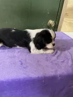 Lilly , a female Cavalier King Charles Spaniel for sale in Madison, VA – Photo 3 of 3