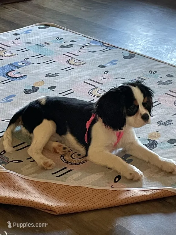 Lilly  – Cavalier King Charles Spaniel puppy for sale in Madison, VA