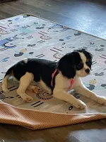 Lilly , a female Cavalier King Charles Spaniel for sale in Madison, VA – Photo 1 of 6