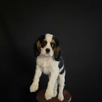 Lilly , a female Cavalier King Charles Spaniel for sale in Madison, VA – Photo 2 of 3