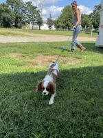 Lola, a female Cavalier King Charles Spaniel for sale in Madison, VA – 5 of 6