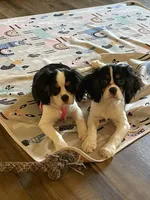 Nate, a male Cavalier King Charles Spaniel for sale in Madison, VA – Photo 4 of 4