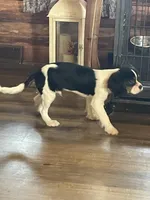 Nate, a male Cavalier King Charles Spaniel for sale in Madison, VA – Photo 3 of 4