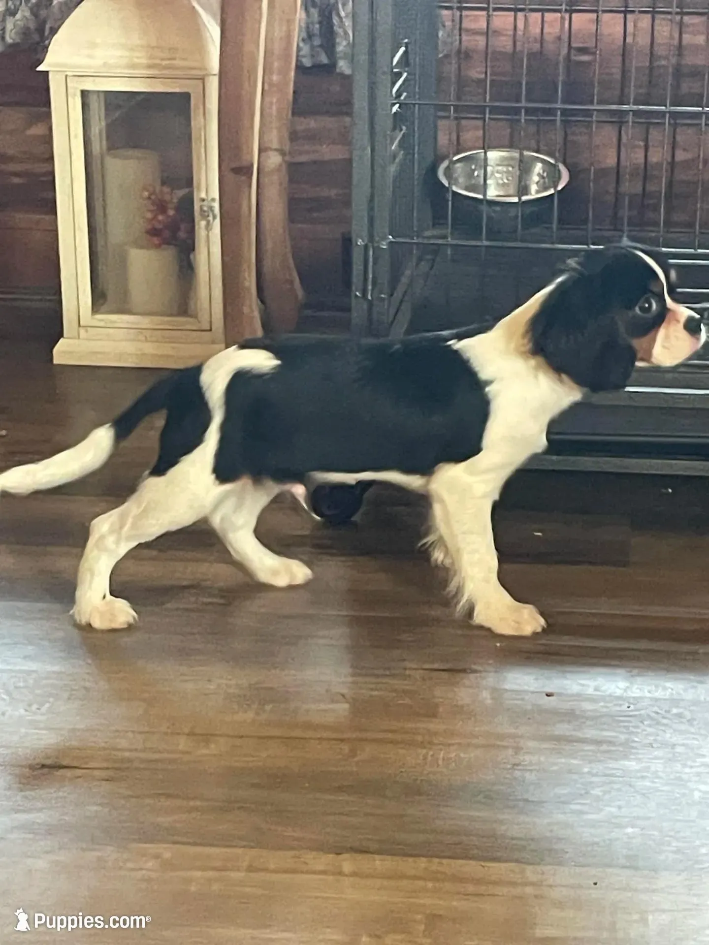 Nate – Cavalier King Charles Spaniel puppy for sale in Madison, VA