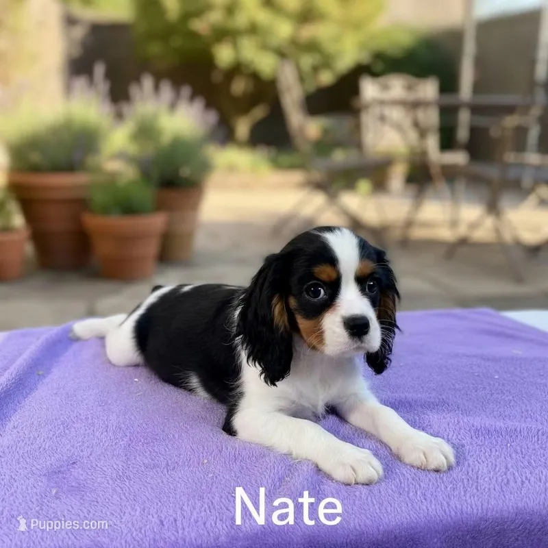 Nate
