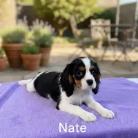 Nate, a male Cavalier King Charles Spaniel for sale in Madison, VA – Photo 2 of 4