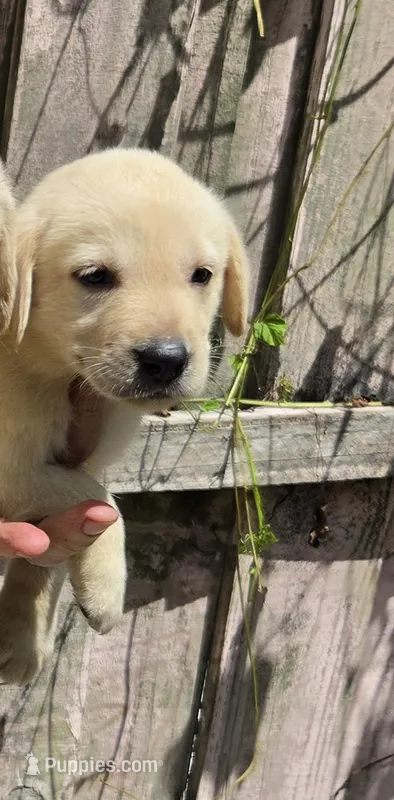 Labrador reliever puppy – Labrador Retriever puppy for sale in Polk City, FL
