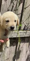 Labrador reliever puppy, a male Labrador Retriever for sale in Polk City, FL – 1 of 1