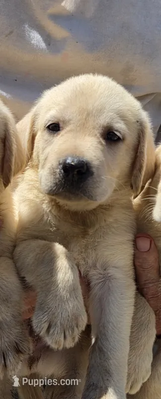 Labrador reliever puppy – Labrador Retriever puppy for sale in Polk City, FL