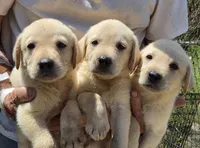 Labrador reliever puppy, a male Labrador Retriever for sale in Polk City, FL – 1 of 1
