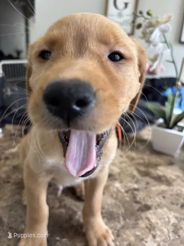 Muffin – Golden Retriever, Labrador Retriever puppy for sale in Saint Augustine, FL
