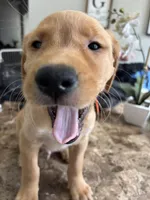 Muffin, a male Golden Retriever and Labrador Retriever for sale in Saint Augustine, FL – 1 of 1