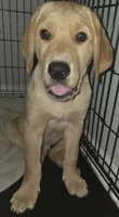 Carmel, a male Golden Retriever and Labrador Retriever for sale in Saint Augustine, FL – 7 of 10