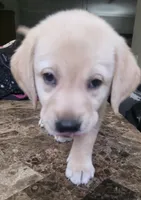 Marshmallow, a male Golden Retriever and Labrador Retriever for sale in Saint Augustine, FL – 4 of 5