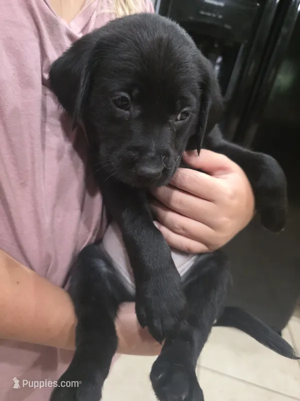Oreo – Golden Retriever, Labrador Retriever puppy for sale in Saint Augustine, FL