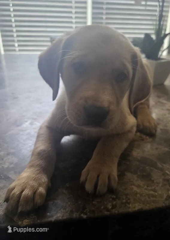 Pickles – Golden Retriever, Labrador Retriever puppy for sale in Saint Augustine, FL