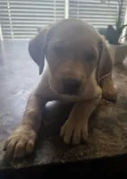 Pickles, a male Golden Retriever and Labrador Retriever for sale in Saint Augustine, FL – 1 of 1
